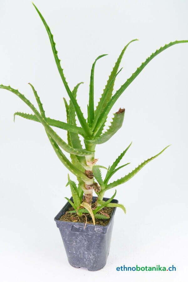 Aloe arborescens 01