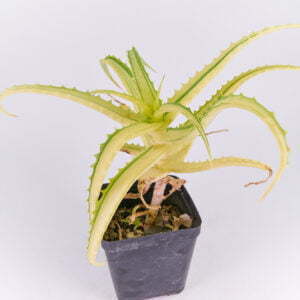 Aloe arborescens 02
