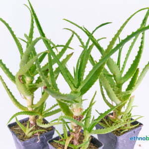 Aloe arborescens 03