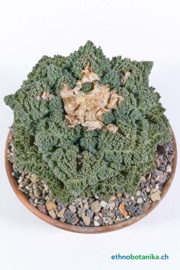 Ariocarpus fisseratus cv Godzilla 01