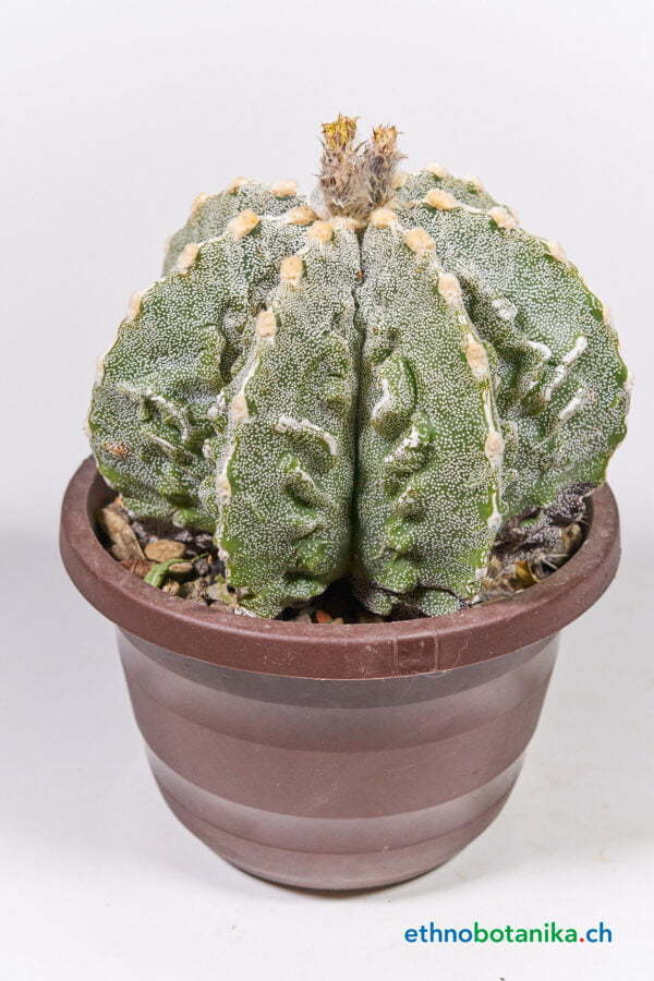 Astrophytum ornatum jap cultivar 01