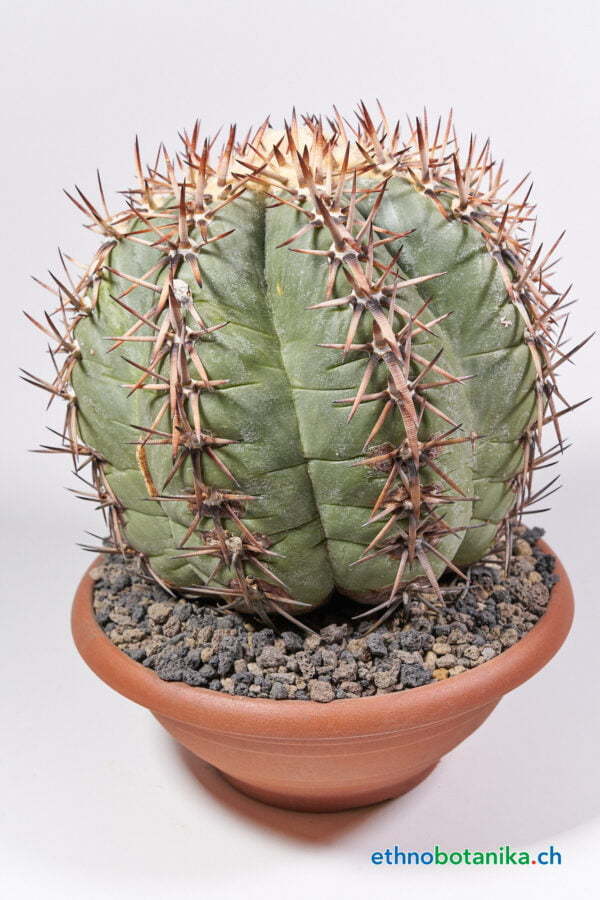 Echinocactus horizonthalonius 02
