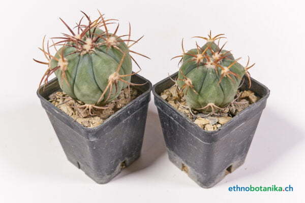 Echinocactus horizonthalonius 03