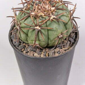 Echinocactus horizothalonius jap cultivar 02