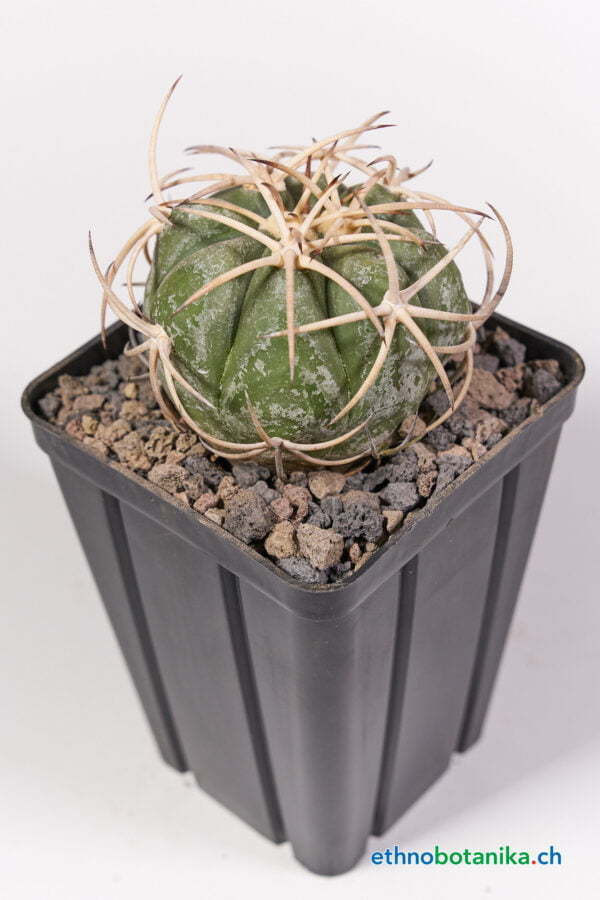Echinocactus horizothalonius jap cultivar 03
