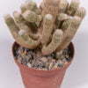 Ephithelantha polycephala 03