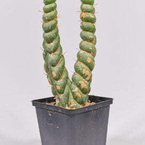 Eulichnia castanea - Kaktus