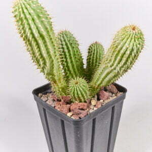 Hoodia gordonii - Kaktus