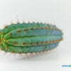 Trichocereus macrogonu peruvianus Blue Torch 01