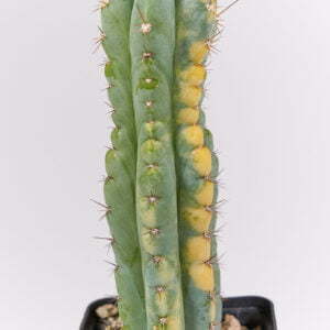 Trichocereus peruvianus Haage clone 01
