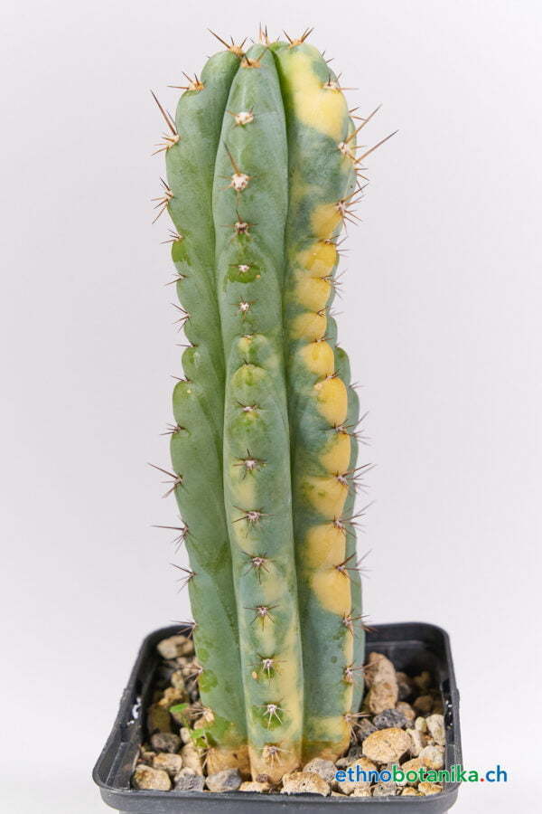 Trichocereus peruvianus Haage clone 01