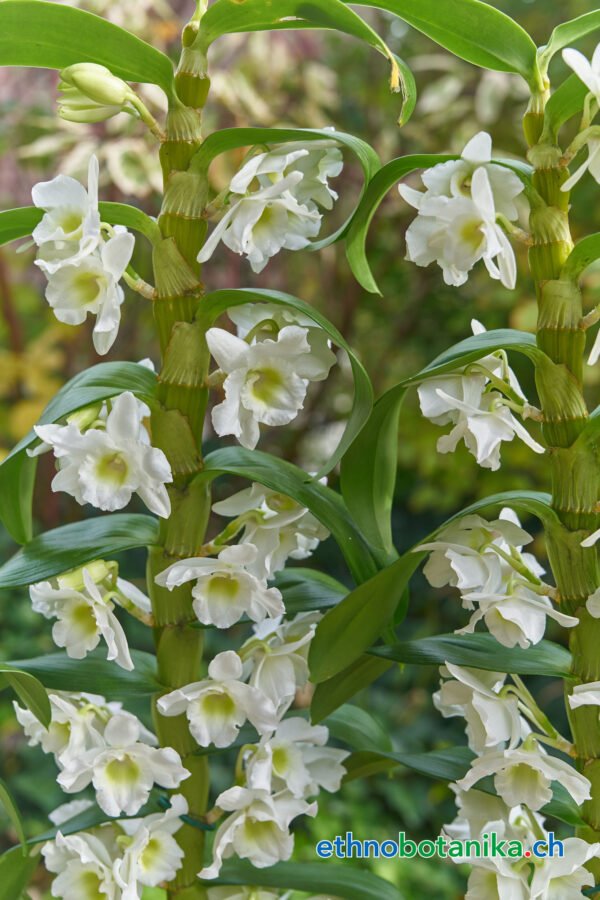 dendrobium nobile orchidaceae ethnobotanika 1