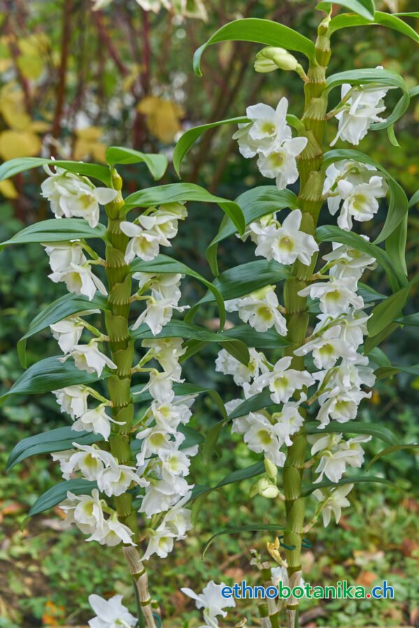 dendrobium nobile orchidaceae ethnobotanika 2