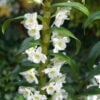 dendrobium nobile orchidaceae ethnobotanika 3