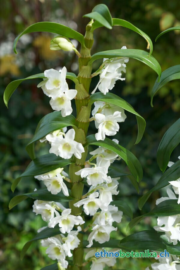 dendrobium nobile orchidaceae ethnobotanika 3