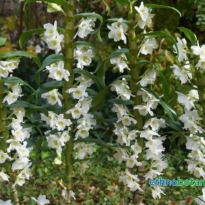 dendrobium nobile orchidaceae ethnobotanika 4